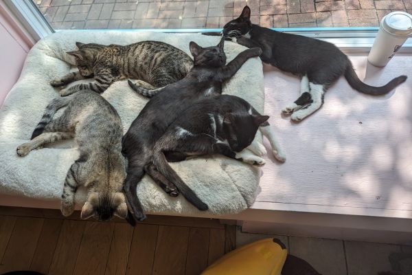 Beans Cat Cafe