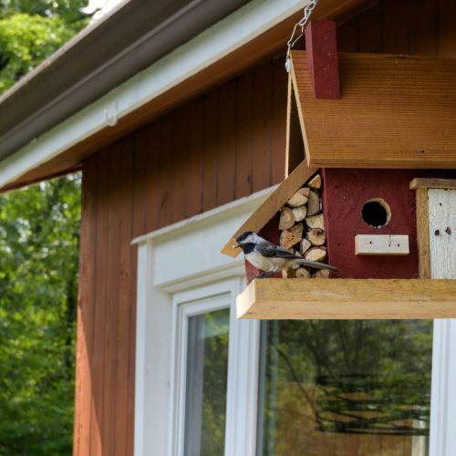 Our handmade birdhouse is now home to a black-capped chickadee and her nest this summer - you'll most likely see her during your stay!